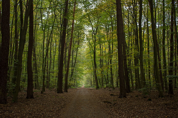 rudens, meža, meža ceļš, dižskābarža koksnes, noskaņojums, daba, koks