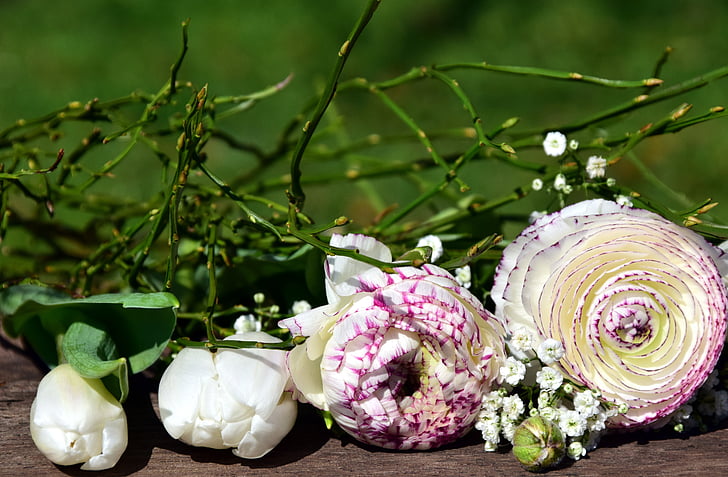 pušķis, Ranunculus, Pavasaris, zieds, Bloom, puķe, balta