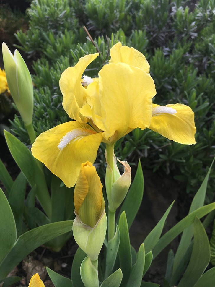 Iris, bunga, kuning, tanaman, berbunga, bunga kuning, alam