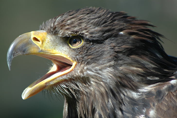 eagle 2, raptor, screaming, bird, eagle - Bird, wildlife, beak