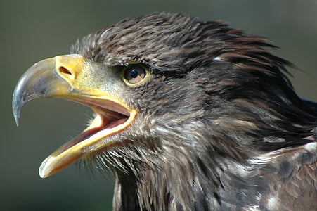 Eagle 2, burung raptor, berteriak, burung, elang - burung, satwa liar, paruh