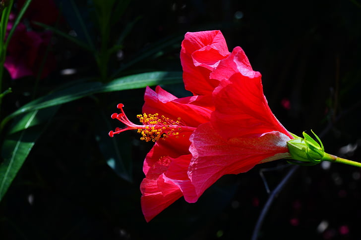Hibiscus, flor, flor, floración, rojo, malvavisco, Malva