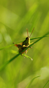 green, grasshopper, close, insect, macro, animal, viridissima