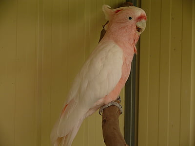 Cockatoo, papegøye, fugler, fuglen, galah, rosa