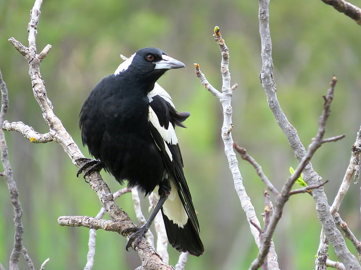 australske magpie, sydlige Australien, Magpie, vinter, sort og hvid, fugl, Crow