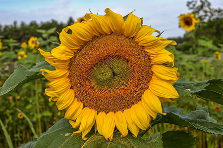 auringonkukka, kukka, keltainen, kasvi, siemenet, kesällä, auringonkukansiemeniä