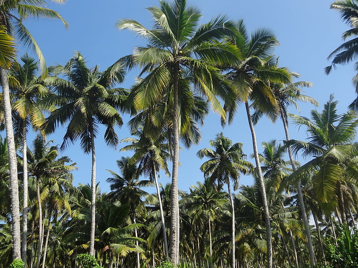 coconut tree, plantation, coconut, nature, tree, landscape, agriculture