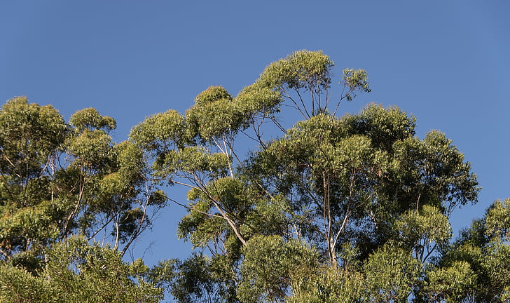 gume stabala, eukaliptus, zelena, izvornih, suptropska, plavo nebo, kiša šuma