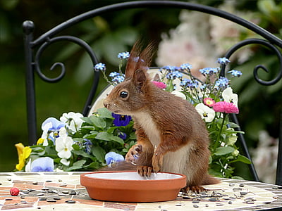 animal, rodent, squirrel, sciurus vulgaris major, foraging, garden, spring