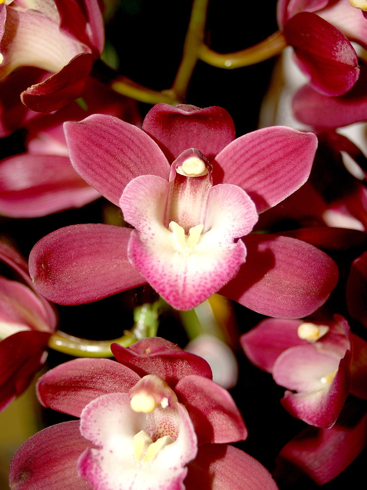 орхидея, цвете, светъл, Вайълет, флора, растеж, декорация