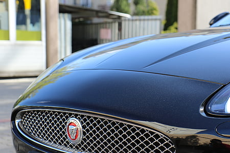 Jaguar, auto, podepsat, logo, vozidlo, státní znak, maska
