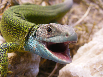 lizard, animal, reptile, green, green lizard, nature