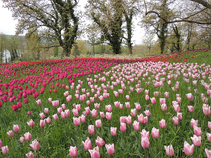Tulip, bidang, ungu, Blossom, mekar, tanaman liar, merah muda