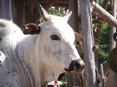 cow, animal, zoo, petting zoo, germany, enclosure, horn