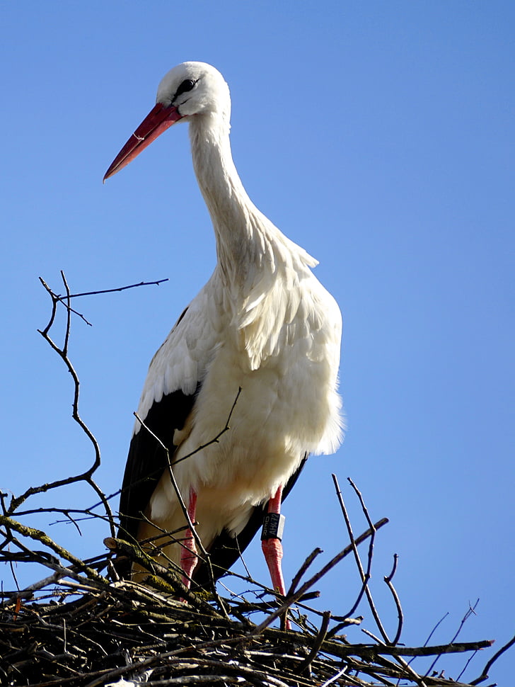 stork, bird, nest, storchennest, rattle stork, adebar, nature