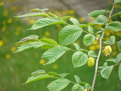 leaves, hornbeam, young, branch, green, tree, foliage