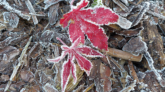 late autumn, ripe, hoarfrost, autumn smile, fall leaves, red, eiskristalle