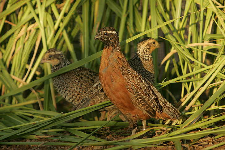 masked bobwhite quail, birds, nest, ground, wildlife, nature, outdoors