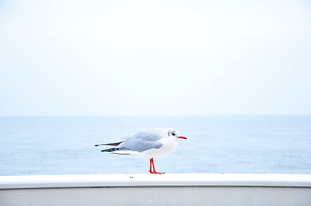 grey, white, bird, standing, platform, near, body