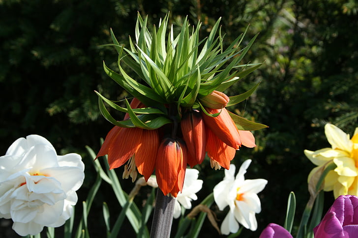 ARIA frittil imperialis, Imperial crown, rodfrugt, haveplante