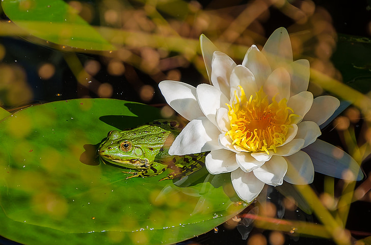frog, water lily, pond, green, water, flora, nature