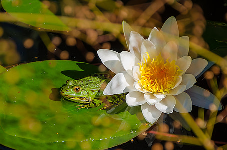 ếch, water lily, Ao, màu xanh lá cây, nước, thực vật, Thiên nhiên