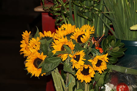 girassol, flores, flor, planta