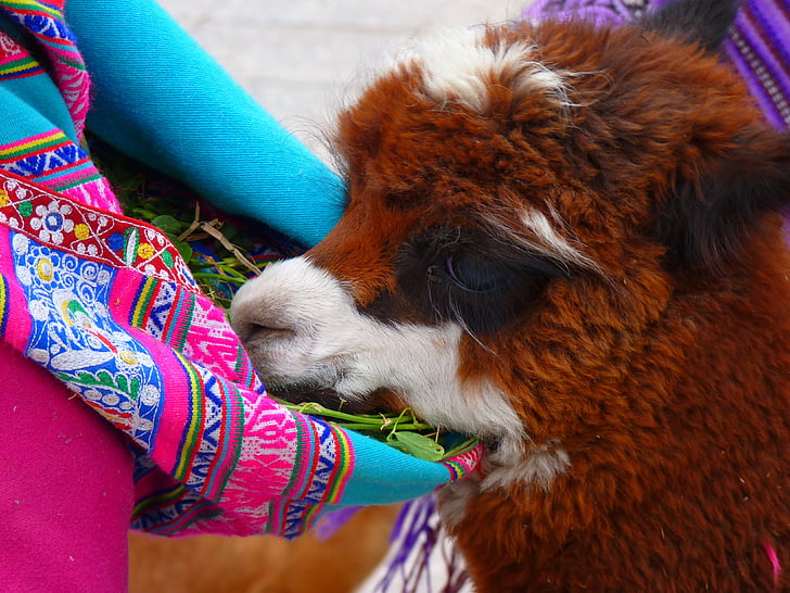 alpaca, cute, sweet, eat, fluffy, animal, llama