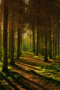 Woods, Les, Příroda, krajina, strom, světlo, Barva