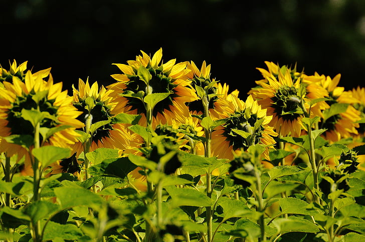 Sun flower, Latem, ogród, kwiat, Bloom, żółty, owad