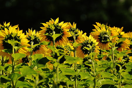 Sun flower, sommar, trädgård, Blossom, Bloom, gul, insekt