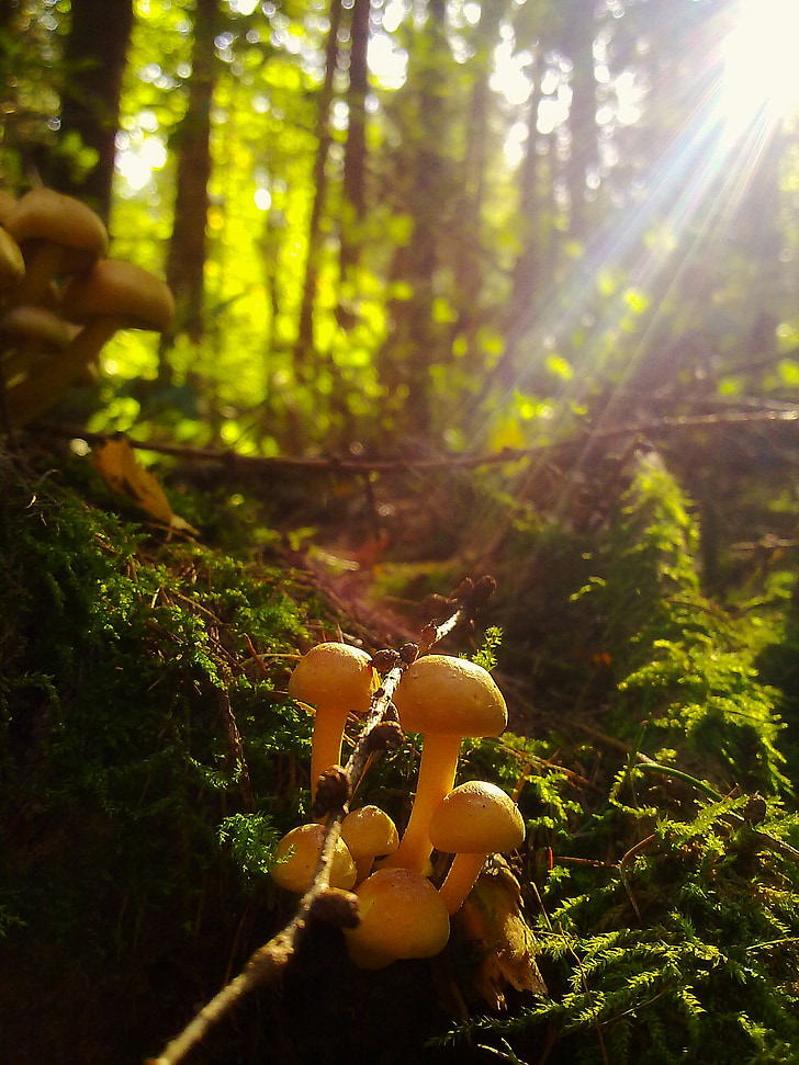 champignon, natur, skov, efterår, svampe, farverige, tilgængelige lys