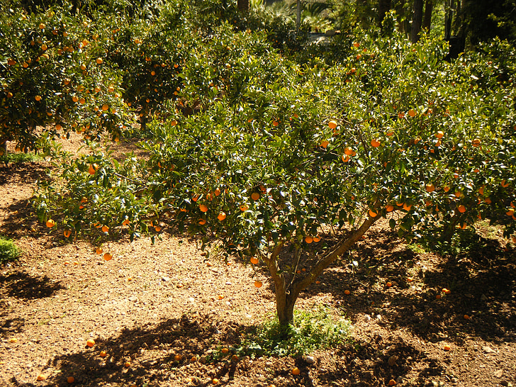 mandarină, câmp, cultivarea, trist, copaci, copac, fructe