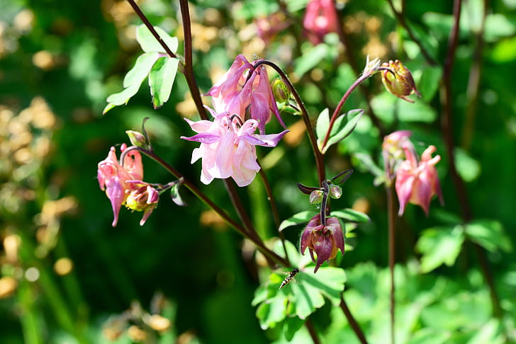 Columbine, Orlik (roślina), ogród, delikatne, różowy, pływające, słaby