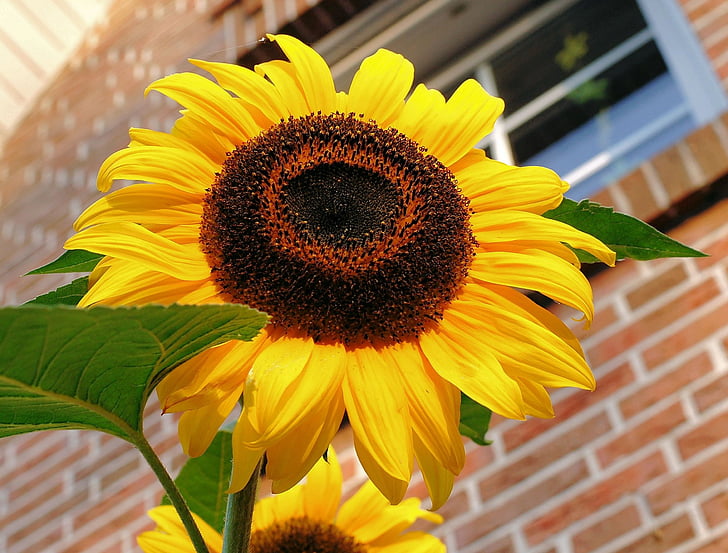 Sun flower, kwiat, Bloom, Latem, żółty, płatki, jasne