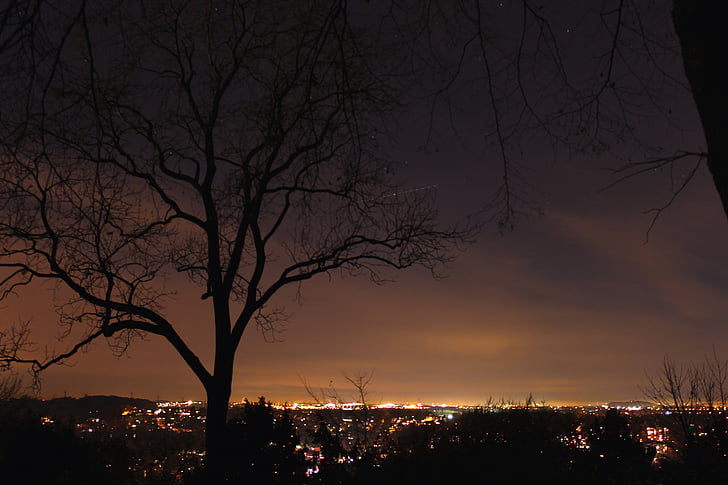 city, night, tree, night photograph, lights, at night, long exposure