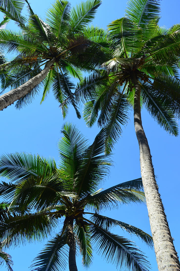 palmeiras, palmas das mãos, tropical, natureza, praia, férias, palmeira
