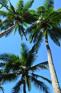 Palmové stromy, dlaně, Tropical, Příroda, pláž, dovolená, Palma