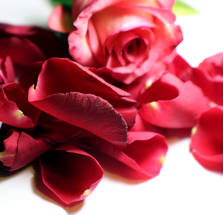 пелюстки троянд, вільні, цвітіння троянди, Троянда, квітка, Multi кольорові, Красивий