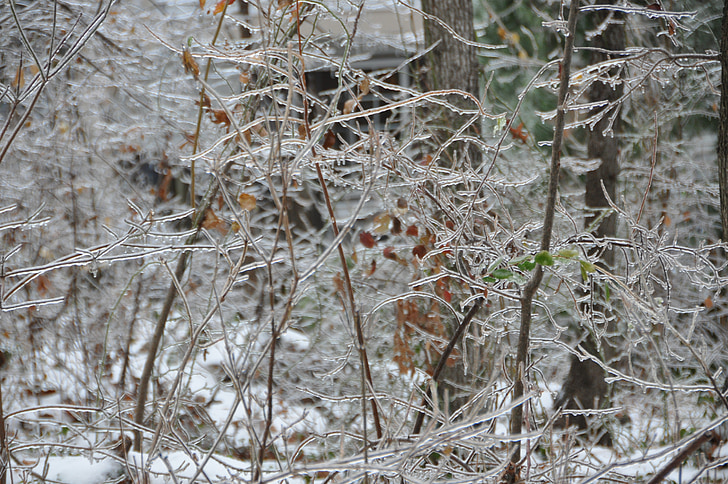 ฤดูหนาว, น้ำแข็ง, ต้นไม้, สวน, หิมะ