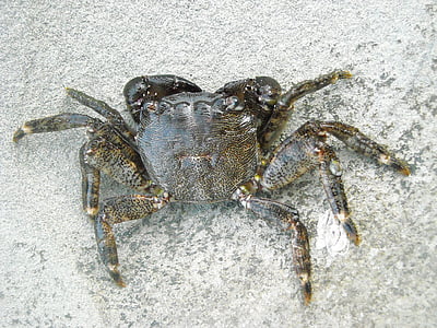 crabe, Arthropoda, animal, nature, arthropodes, nature vivante, animaux