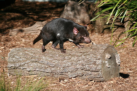 tasmanian devil, australian, wildlife
