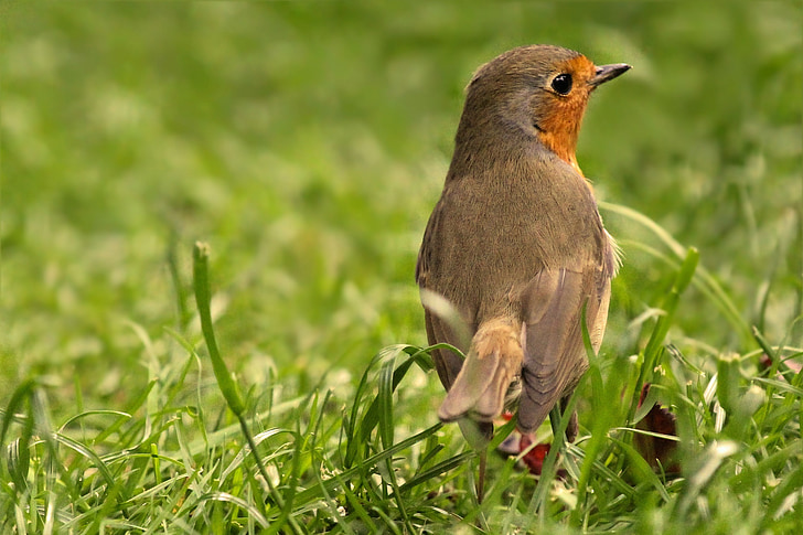 bird, robin, young animal, foraging, garden