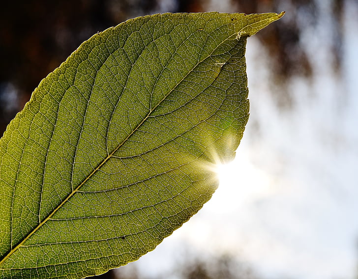 Leaf, aizveriet, gaismu atpakaļ, saule, rudens, krāsains, daba