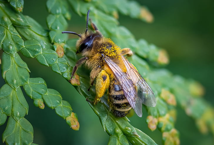 včela, jaro, Příroda, včela medonosná, Honey, Bloom, sbírat