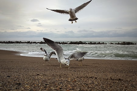 morning, sky, cloud, sea, beach, seagull, seabird