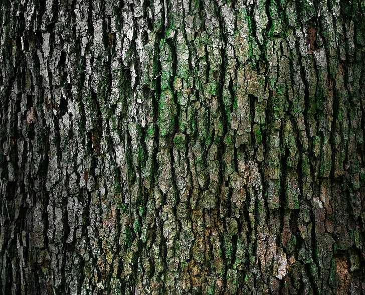 corteza, tronco, patrón de, textura, natural, material, árbol