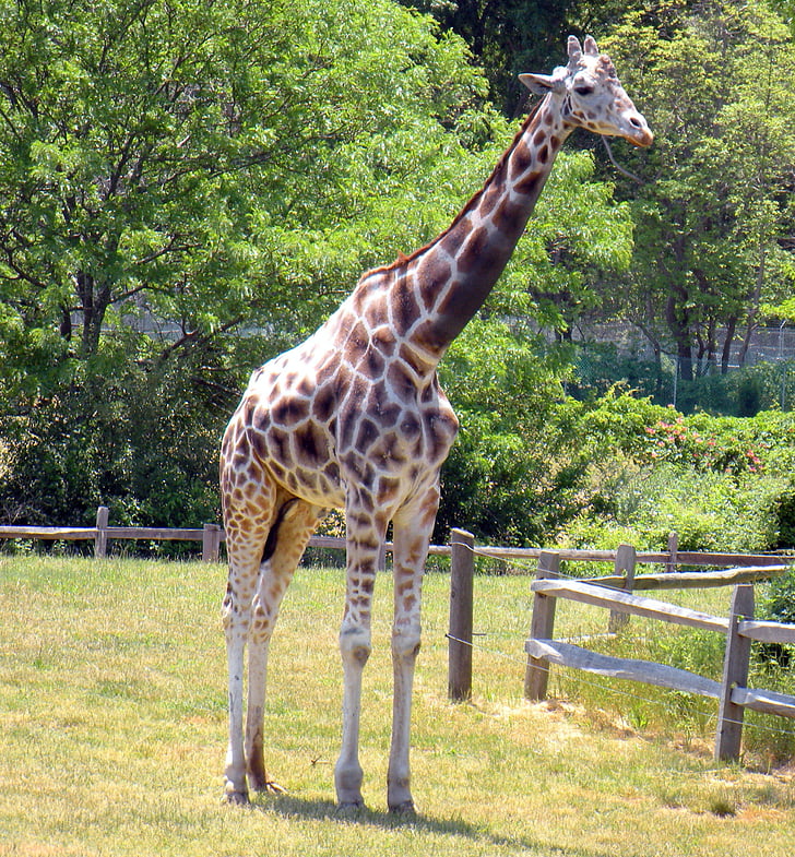 žirafa, visok, živali, narave, afriške, sesalec, divje