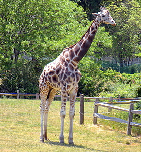 giraffe, tall, animal, nature, african, mammal, wild