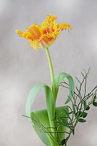 Tulip, flor, flor, floración, amarillo, naranja, rojo